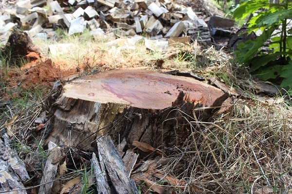 Tree Stump Blog